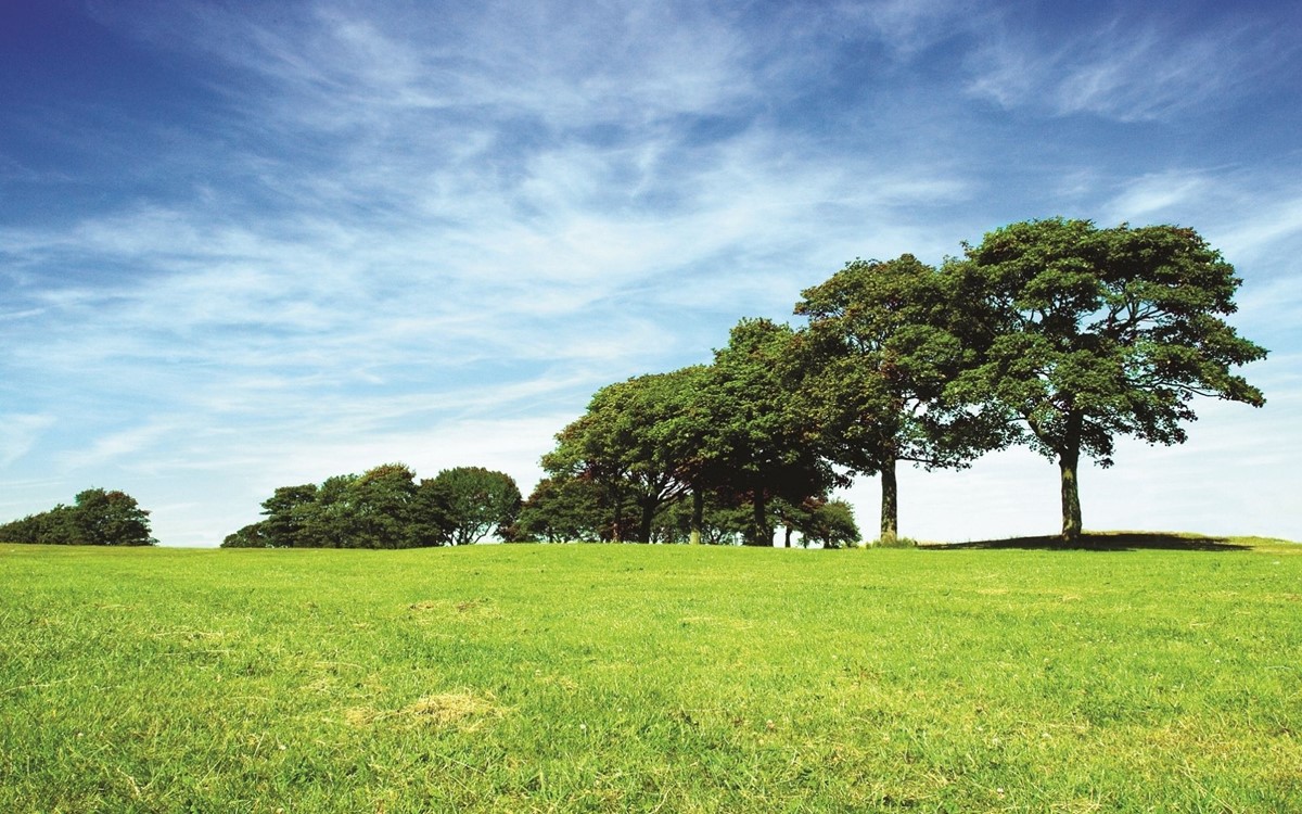 a line of leafy trees on horizon of a green field with blue skies behind